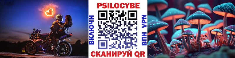 Псилоцибиновые грибы Cubensis  Сортавала 